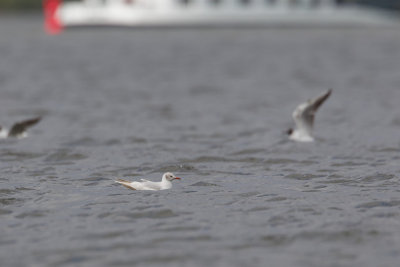 leucitische kokmeeuw ketelmeer 17-04-2012 3.jpg