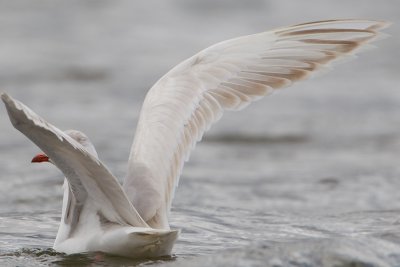 leucitische kokmeeuw ketelmeer 17-04-2012 5.jpg