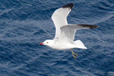 audouinsmeeuw middrlandse zee 14-04-2012.jpg