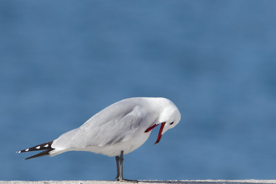 audouinsmeeuw middrlandse zee 14-04-2012 2.jpg