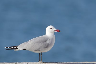 audouinsmeeuw middrlandse zee 14-04-2012 3.jpg