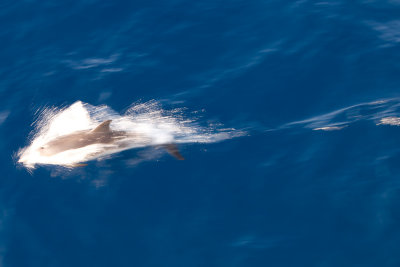 dolfijn middelandse zee 10-04-2012.jpg