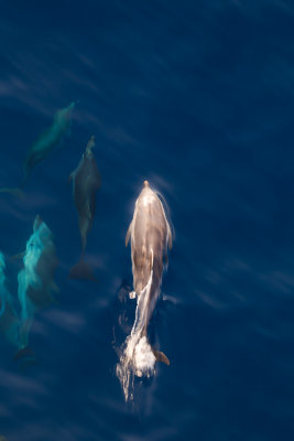 dolfijn middelandse zee 10-04-2012 3.jpg