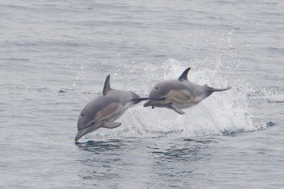 commen dolphin  zwarte zee 03-2012 pb.jpg