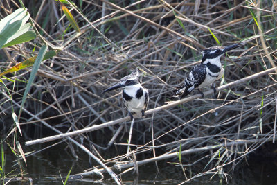 bonte ijsvogel egypt 27-03-2012 7 pb.jpg