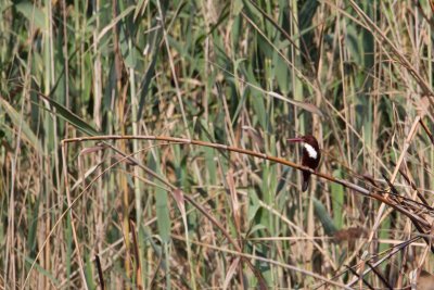 smyrna ijsvogel egypt 27-03-2012 2.jpg