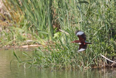 smyrna ijsvogel egypt 27-03-2012 3.jpg