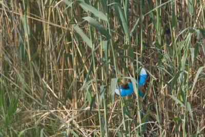 smyrna ijsvogel egypt 27-03-2012 4.jpg