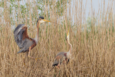 purper overijssel 2-05-2012 pb 5.jpg