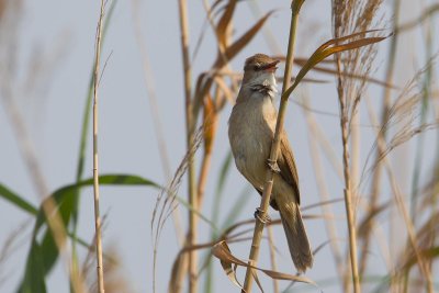 indische karakiet egypt 27-03-2012 pb 2.jpg