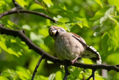 appelvink