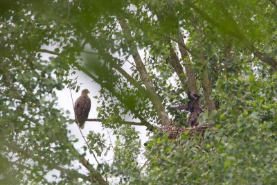 1-06-2012 zeearend bos 2.jpg