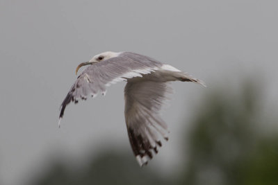 stormmeeuw gonzo kampem 6-06-2012 pb 2.jpg