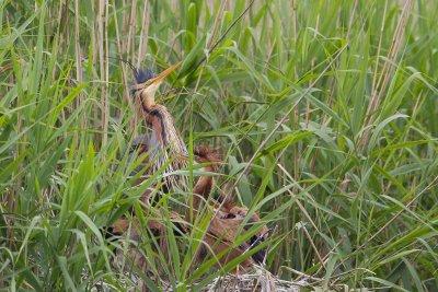 11-06-20120 purperreiger pb 4.jpg