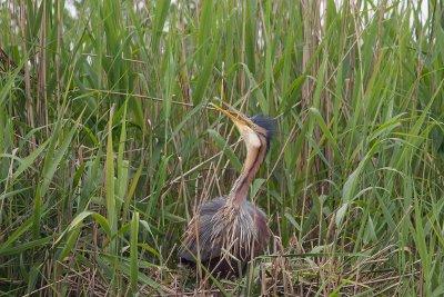 11-06-20120 purperreiger pb 5.jpg