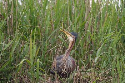 11-06-20120  purperreiger pb 5.jpg