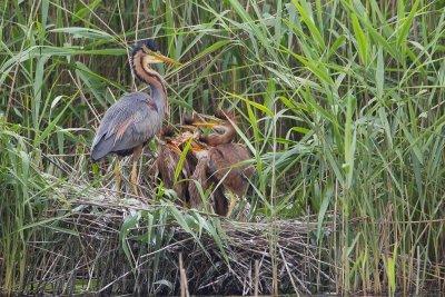 11-06-20120 purperreiger pb 9.jpg