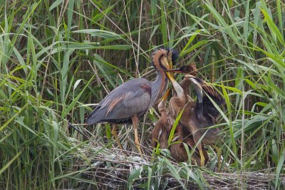 11-06-20120 purperreiger pb 10.jpg