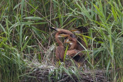 11-06-20120 purperreiger pb 12.jpg