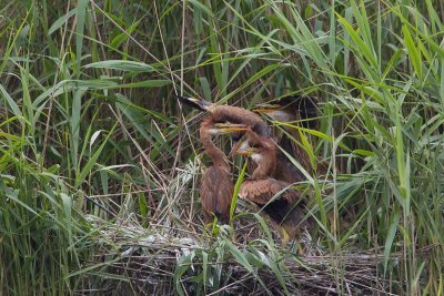 11-06-20120  purperreiger pb 12.jpg