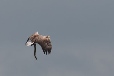 17-06-2012 zeearend vossemeer.jpg