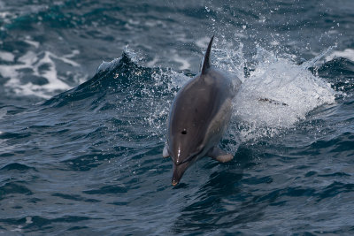 dolfijn atlantic 30-08-2012 3.jpg