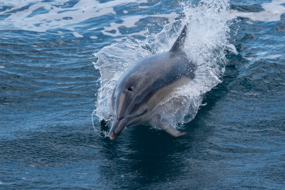 dolfijn atlantic 30-08-2012 4.jpg
