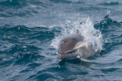 dolfijn atlantic 30-08-2012 5.jpg