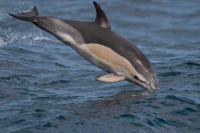 dolfijn atlantic 30-08-2012.jpg
