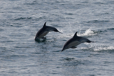 dolfijn biskay 24-08-2012 2.jpg