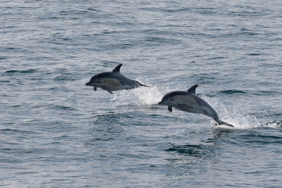 dolfijn biskay 24-08-2012 3.jpg