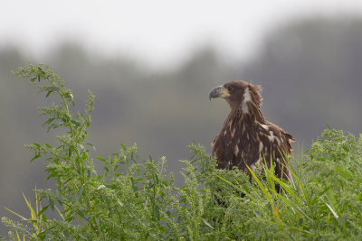 5-09-2012 zeearend flevopolder.jpg