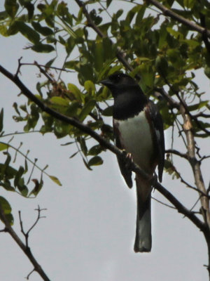 Eastern Towhee