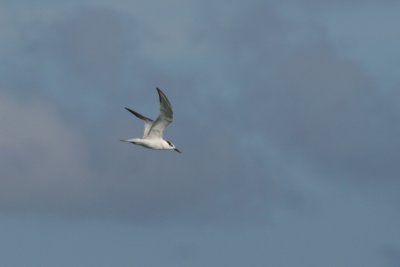 Gull-billed Tern Gelochelidon nilotica 
