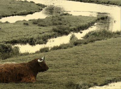 Longhorn Highland cattle on Hertfordshire.jpg