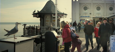 Brighton Pier Gull.jpg