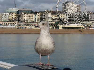 Gull  wheel Brighton.jpg