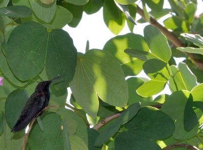 Colibri jamacain