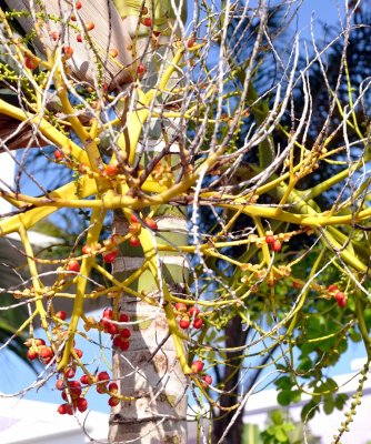 Petits fruits pour les oiseaux