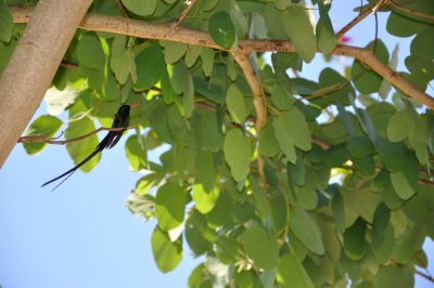 Colibri jamacain a grande queue