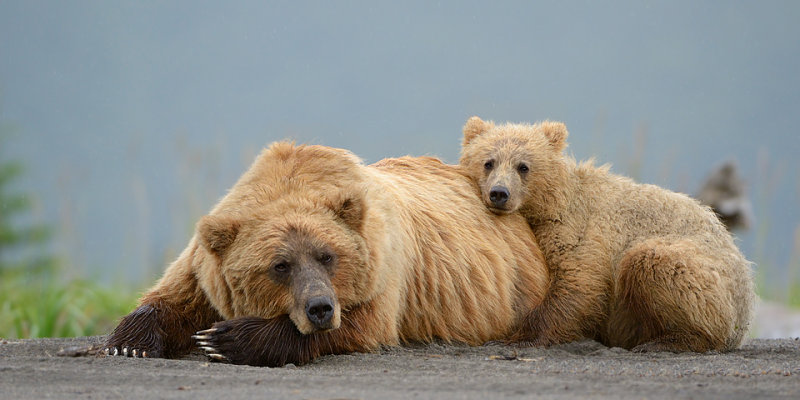 Cuddles