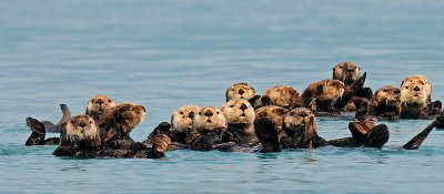 Northern Sea Otters