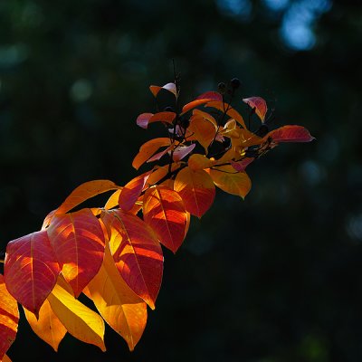 Fall Crepe Myrtle
