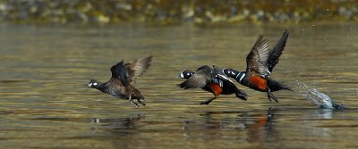 Harlequins Flushing