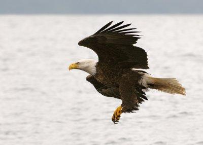 Wingman