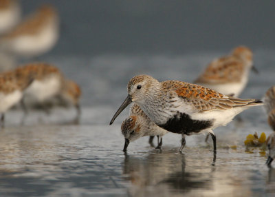 Dunlin (male in breeding plumage)