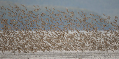 Spring Migration