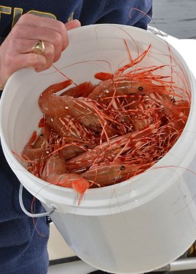Bucket o'shrimp