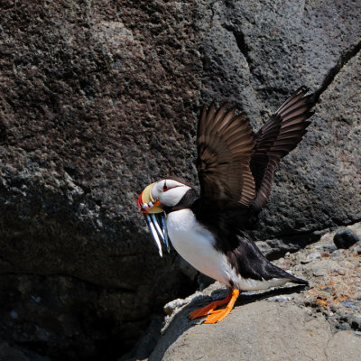 Horned Puffin