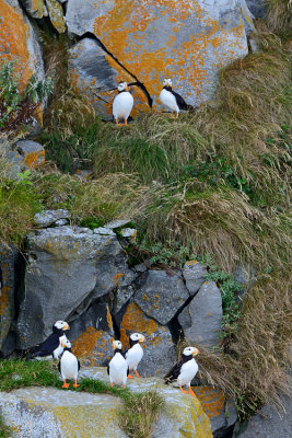 Puffins at Home